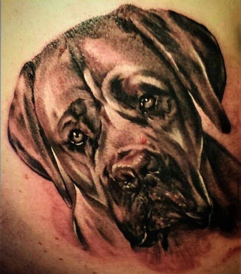 Realistisch portret van een Mastiff hond in zwart-wit.