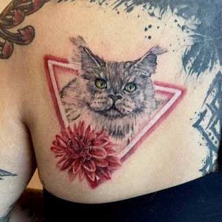 Realistische Maine Coon kat in een driehoek met een rode dahlia bloem.