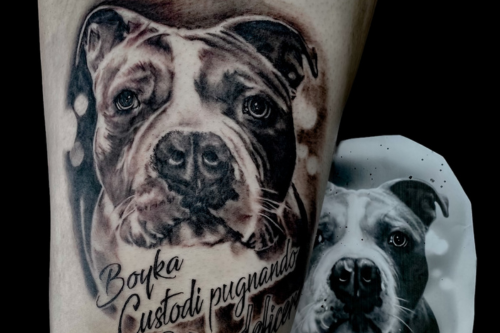 Realistisch portret van een pitbull met de naam 'Boyka' en tekst.