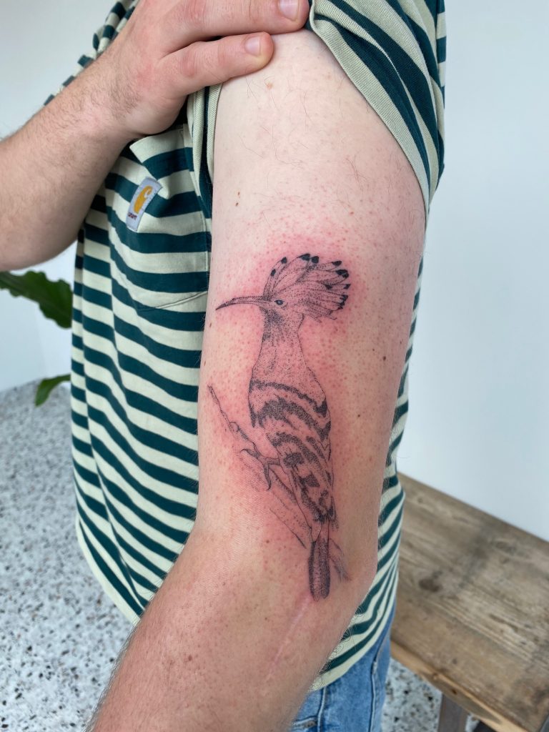 Fineline tattoo van een hop vogel op een tak op de bovenarm.