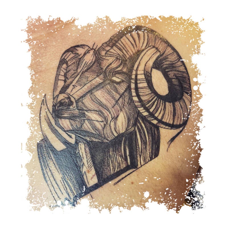 Ramshoofd tattoo in schetsstijl met lijnen en schaduw.